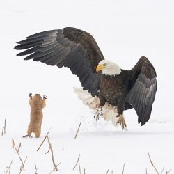 Comedy-Wildlife-Awards-Arthur-Trevino-Bald-Eagle-Gets-A-Surprise-00001119