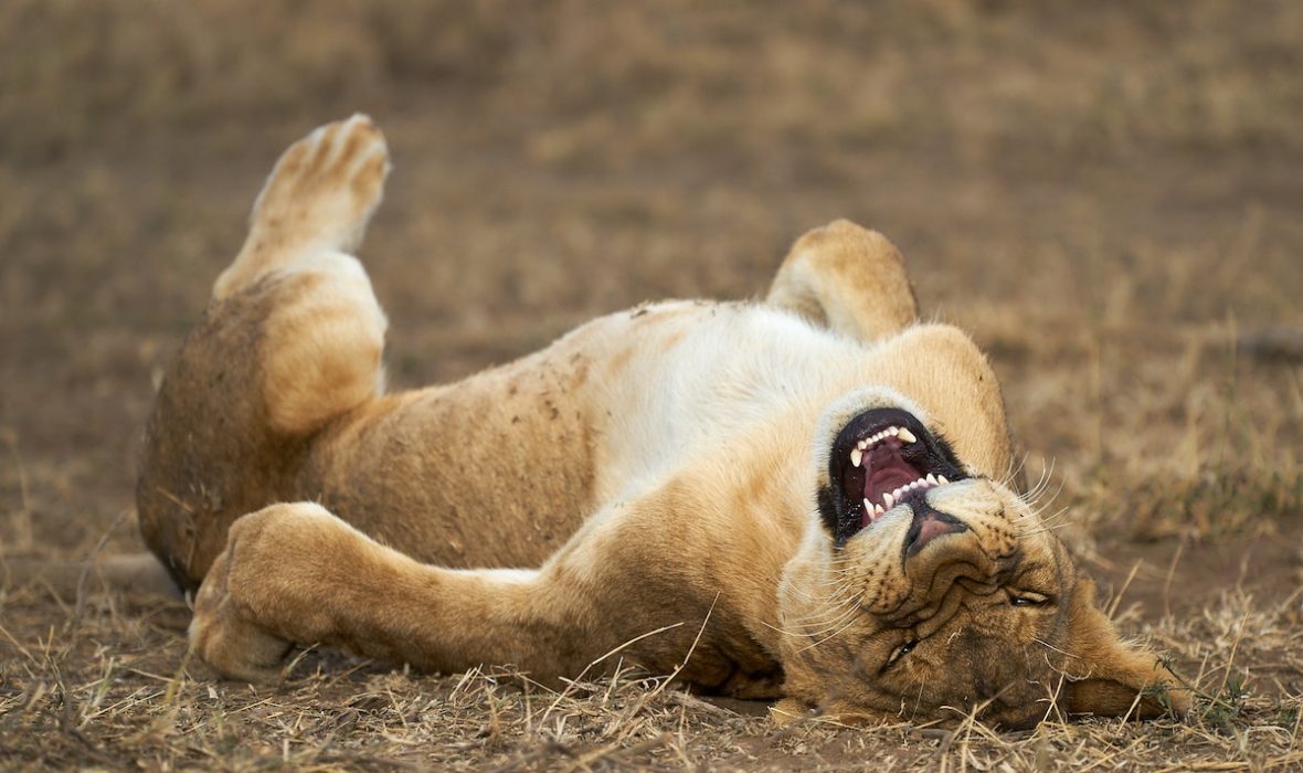 Comedy-Wildlife-Awards-Giovanni-Querzani-ROFL-00000908