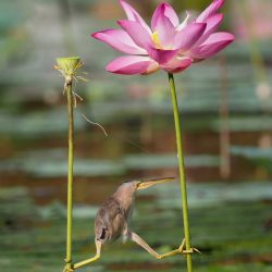 Comedy-Wildlife-Awards-KT-WONG-Yoga-Bittern-00000180