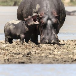 Comedy-Wildlife-Awards-Rohin-Bakshi-Cranky-Hippo-00001960