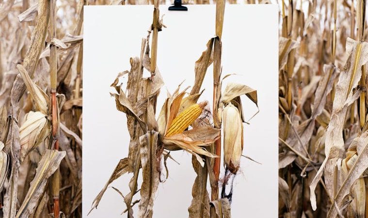 monsanto_exposition-van-buren-indiana-mathieu-asselin-2013-759x500