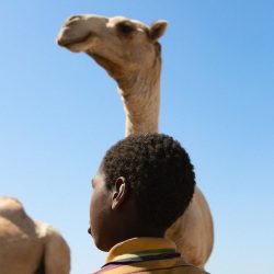 _117666715_camel