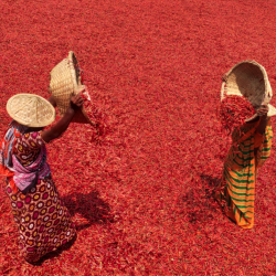 Capture d’écran 2021-07-05 à 16.16.17