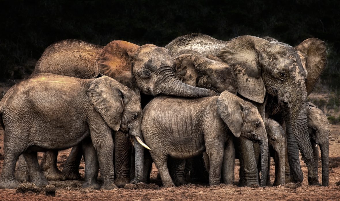 The Clan cuddles by Josef Schwarz CEWE Photo Award Category winner Animals