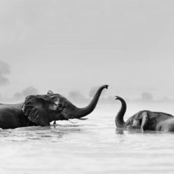Tprints-for-wildlife-africa-donation-petapixel-ami_Walker-800x533