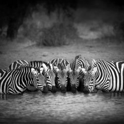 prints-for-wildlife-africa-donation-petapixel-Bjorn-Persson-01-800x570