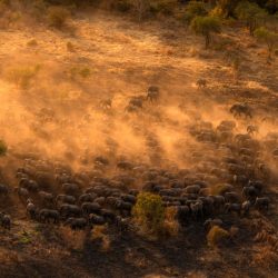 prints-for-wildlife-africa-donation-petapixel-Brent_Stirton_01-800x564