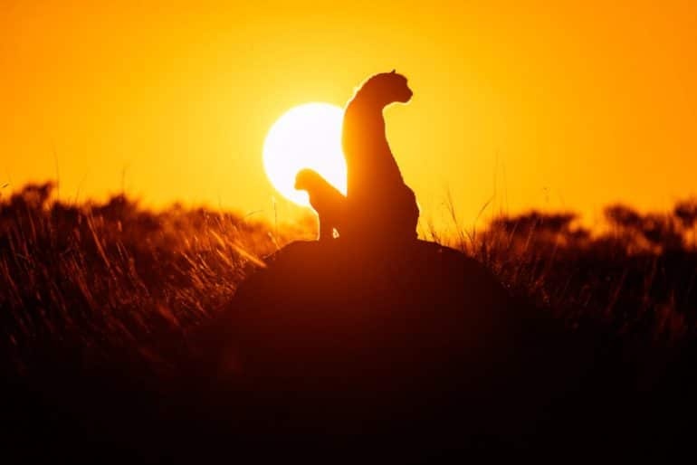 prints-for-wildlife-africa-donation-petapixel-Clement-Wild-800x534