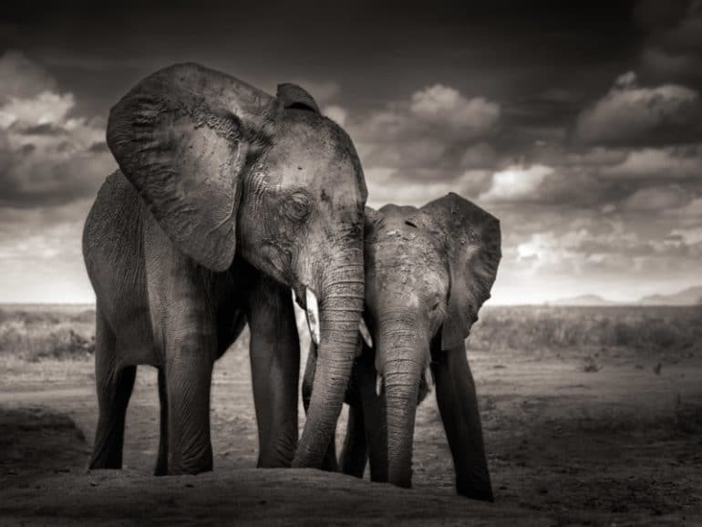 prints-for-wildlife-africa-donation-petapixel-Joachim-Schmeisser-800x600