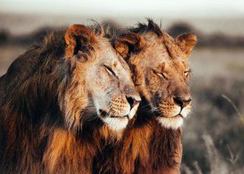 prints-for-wildlife-africa-donation-petapixel-Pie_Aerts-800x534