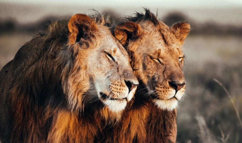 prints-for-wildlife-africa-donation-petapixel-Pie_Aerts-800x534