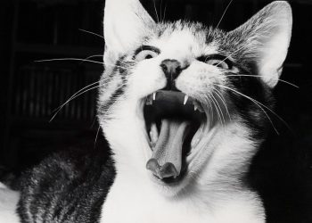 0a07d6352f9cd7c91feef61e0fb1a8d51021b434_1620