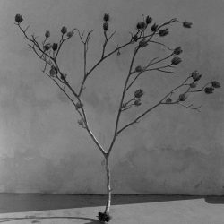 1627974135530-011lunariodeigiornidiquietei-d