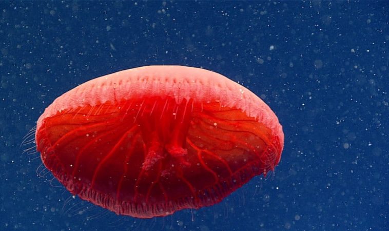 red-jellyfish-hires-800x450