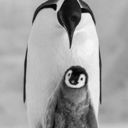 Commitment © Paul Nicklen