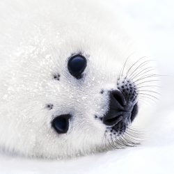 Harp Seals