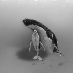 Origins_Hilton_Asmus_Paul-Nicklen_2019-09-28-2168_KBG