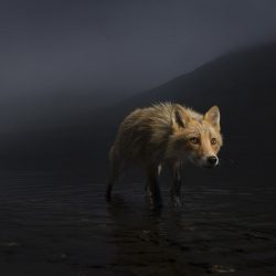 ©-Jonny-Armstrong-Wildlife-Photographer-of-the-Year