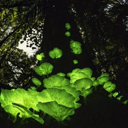 ©-Juergen-Freund-Wildlife-Photographer-of-the-Year