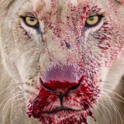 ©-Lara-Jackson-Wildlife-Photographer-of-the-Year