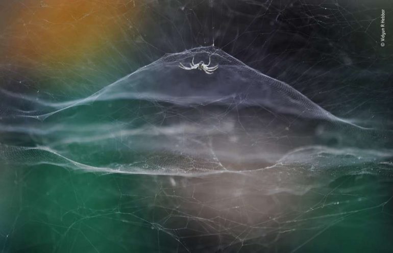 29fd6742e5_50182044_wildlife-photo-araignee