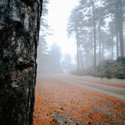 AF 12mm F2 X_Sample Image_Dogukan Benli (17)