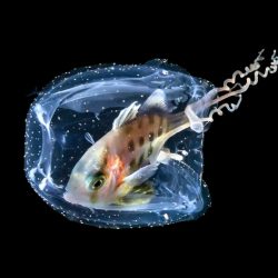 Ocean-Photography-Awards-Collective-Portfolio-Award-Galice-Hoarau-01-1024x767