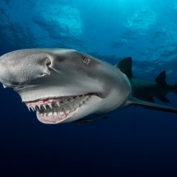 Ocean-Photography-Awards-Collective-Portfolio-Award-Galice-Hoarau-02-1024x768