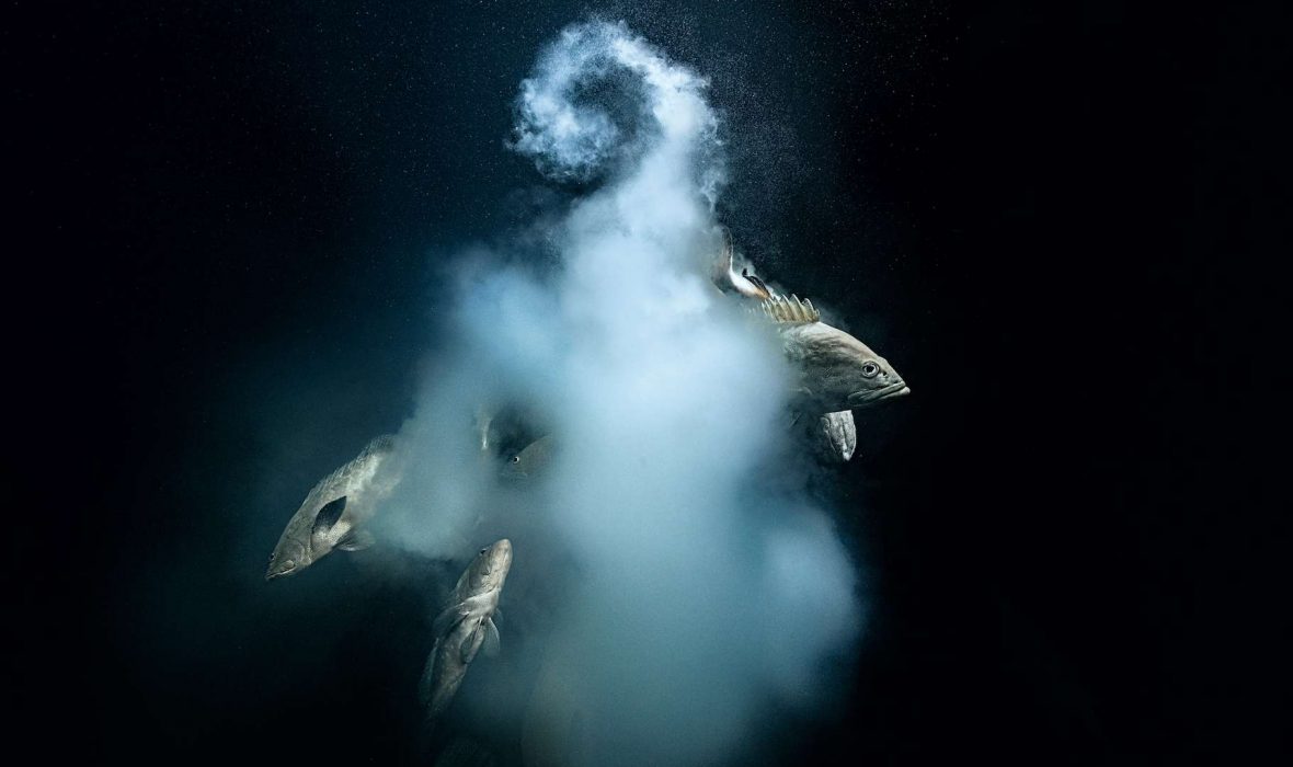 b1615f0d6c_50182043_wildlife-photo-laurent-ballesta