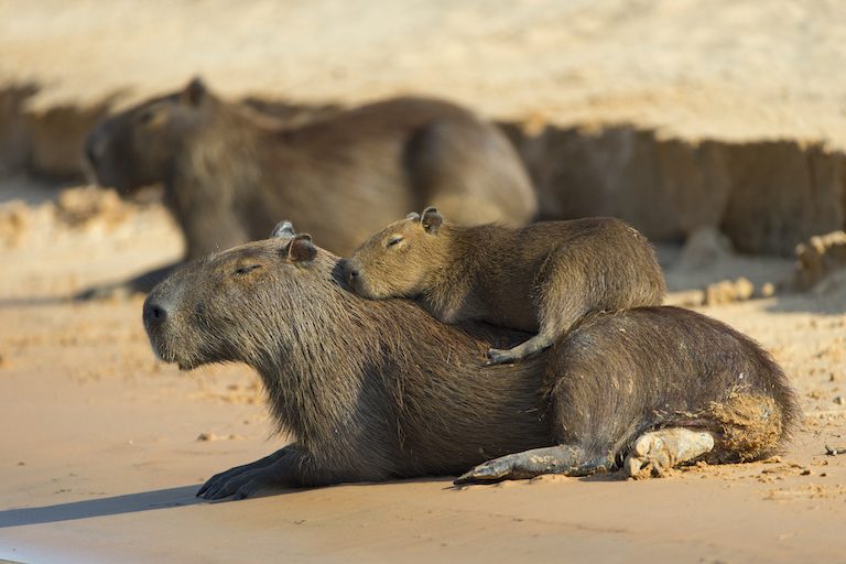 CapybaraHydrochaeris hydrochaerisBaby resting on motherPantanal, Brazil