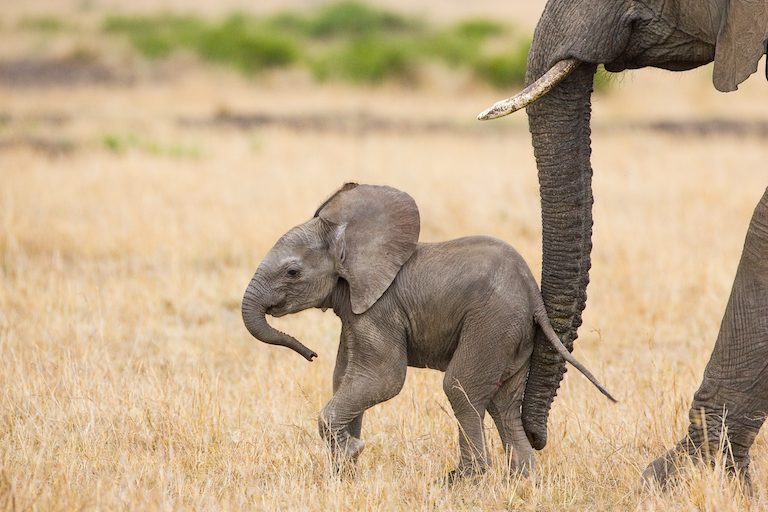 newborn-elephant