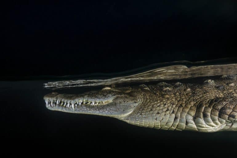 04200-American-crocodile-Gardens-of-Queen-Cuba-DD-MM8433_150728_01283-DPI-072-at-2048-copy-800x533