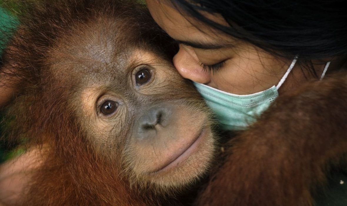 Saving Orangutans