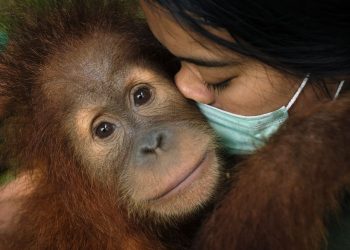 Saving Orangutans