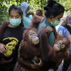 Saving Orangutans