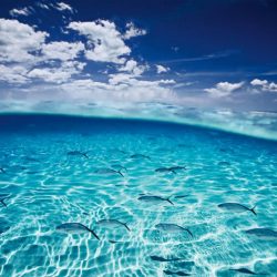 david-doubilet-underwater-housing-photography-petapixel-002_1-800x534