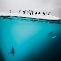 david-doubilet-underwater-housing-photography-petapixel-004_1-800x533