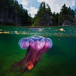 david-doubilet-underwater-housing-photography-petapixel-006_1-800x533