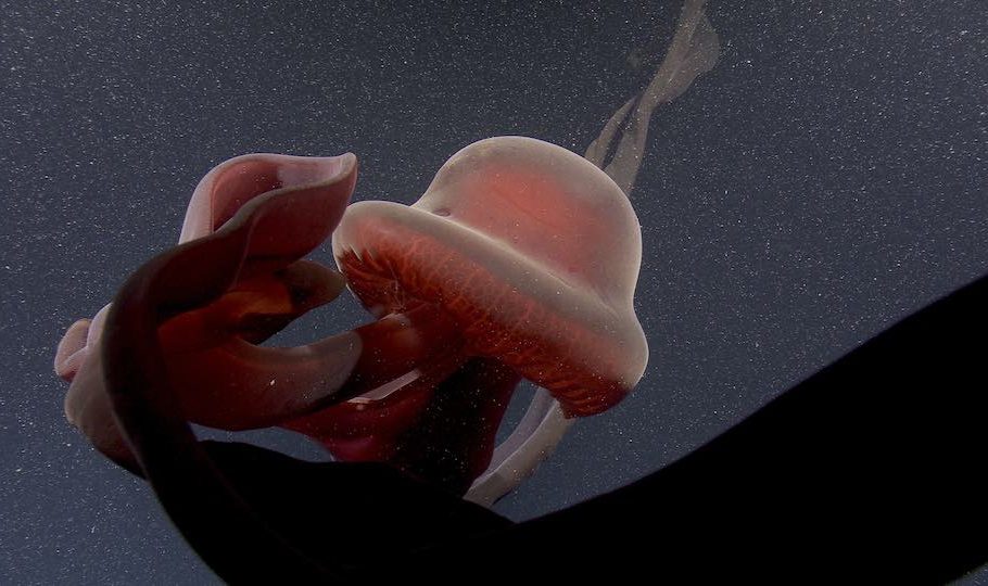 Stygiomedusa_20211114T005748Z_2021_D1401_02-web