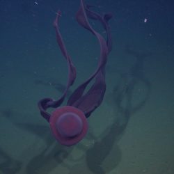 Stygiomedusa_gigantea_T827_02-web