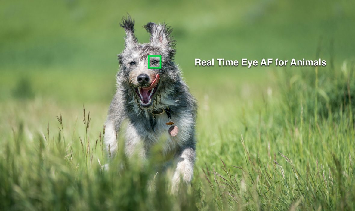 Sony Real Time Animal Eye AF