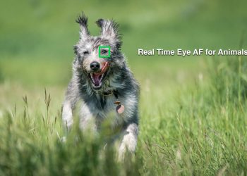 Sony Real Time Animal Eye AF