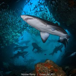 Grey nurse sharks gathering at Firshrock cave, Australia