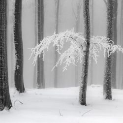 international-landscape-photographer-awards-31443-Heiner-Machalett-Winter-Forest-1024x683
