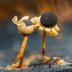 CUPOTY-©-Barry-Webb-Diderma-Floriforme