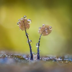 CUPOTY-©-Barry-Webb-Mature-Comatricha