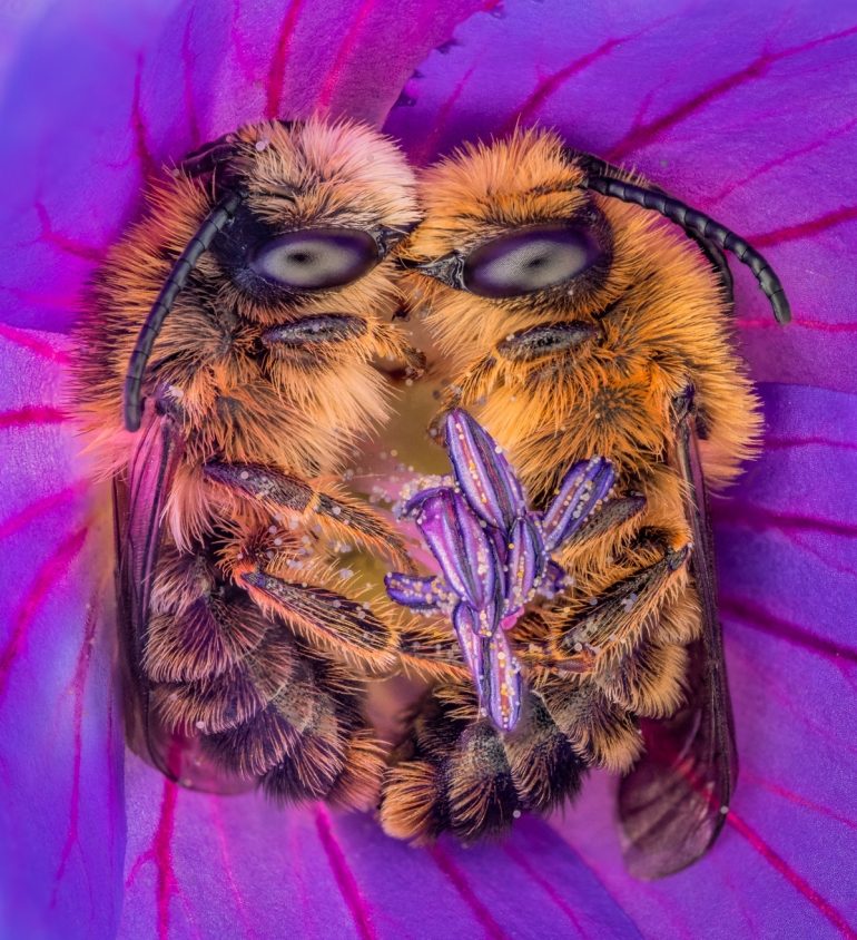 CUPOTY-©-Joris-Vegter-Bee-Together
