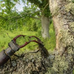 CUPOTY-©-Pal-Hermansen-The-Fight