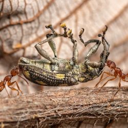 CUPOTY-©-Roman-Willi-Teamwork