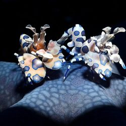 Harlequin shrimps
